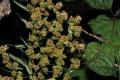 Artemisia campestris <br> (miguel angel delgado rodriguez)